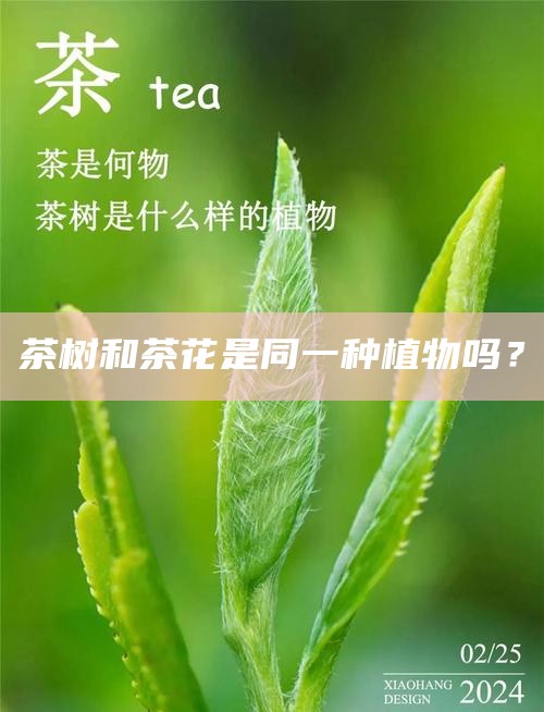 茶树和茶花是同一种植物吗？